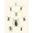 thumbnail image 3 of John Obadiah Westwood 14x18 Black Modern Framed Museum Art Print Titled - The Cabinet of Oriental Entomology Pl XXX (1848), 3 of 5