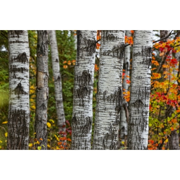 Aspen Trees Surrounded By Colourful Autumn Leaves In Algonquin Provincial Park; Ontario Canada Poster Print (19 x 12)