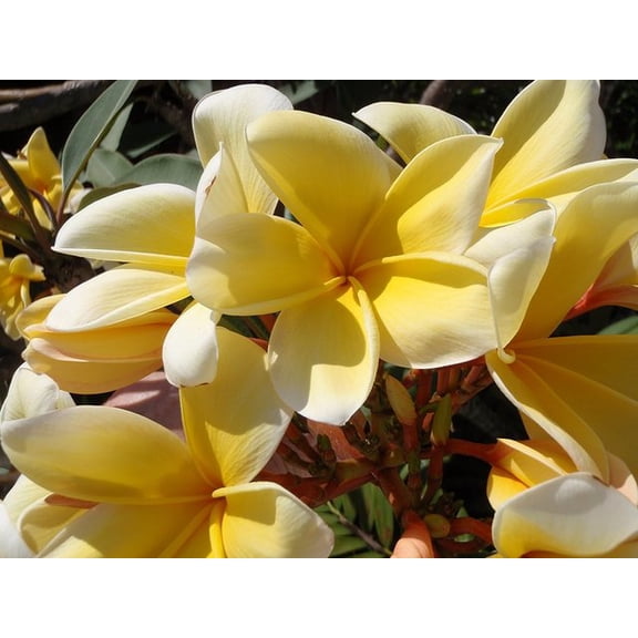 Yellow Hawaiian Plumeria Cutting