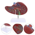 Liver Medical Model,Liver Anatomical Model Medical Teaching Liver Model ...