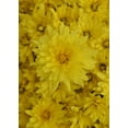 thumbnail image 6 of Better Homes & Gardens 3.0QT Mum Live Plant Full Sun in Bisque Pumpkin Planter, 6 of 14