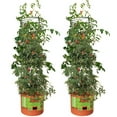thumbnail image 4 of Hydrofarm GCTB Tomato Barrel Pot Garden Planting 4 Foot Trellis System (2 Pack), 4 of 4