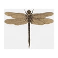 thumbnail image 3 of CafePress - Dragonfly Vintage Hoodie - Kids Hooded Sweatshirt, Classic Hoodie, 3 of 4