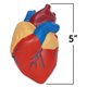 thumbnail image 2 of Modelo de recursos de aprendizaje transversales sobre el corazón humano, 2 of 2