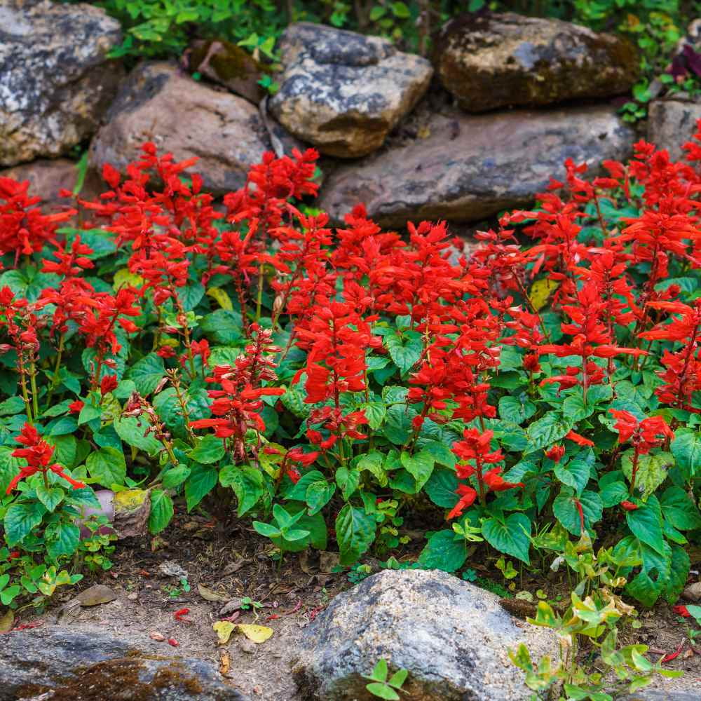 Outsidepride Sage Scarlet Flower Plant Seed - 1 LB
