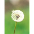 thumbnail image 1 of Dandelion seeds  close-up view Poster Print by  - 18 x 24, 1 of 1