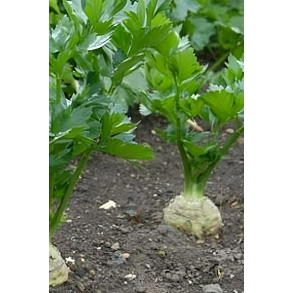 Celeriac Giant Prague Great Heirloom Vegetable by Seed Kingdom (25,000 Seeds)