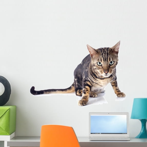 Bengal Cat Wall Decal by Wallmonkeys Peel and Stick Graphic (24 in W x 16 in H) WM299780