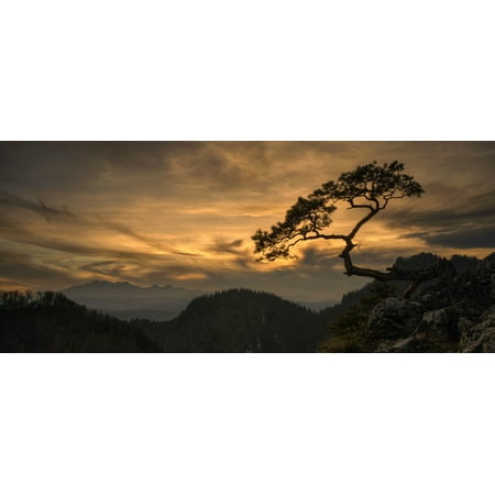 View of lonely tree Kinga with Tatra Mountains from Pieniny mountains at sunset Poland Canvas Art - Panoramic Images (6 x