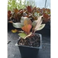 thumbnail image 2 of Daylily Nursery Husker Red Live Plants in Pot, Attract Hummingbirds, 2 of 2