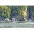 thumbnail image 2 of Paulson, Don 18x13 White Modern Wood Framed Museum Art Print Titled - USA, Alaska Humpback whale tail lobbing, 2 of 4