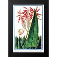 thumbnail image 2 of Bonelli, Giorgio 17x24 Black Modern Framed Museum Art Print Titled - Aloe Africana, 2 of 5