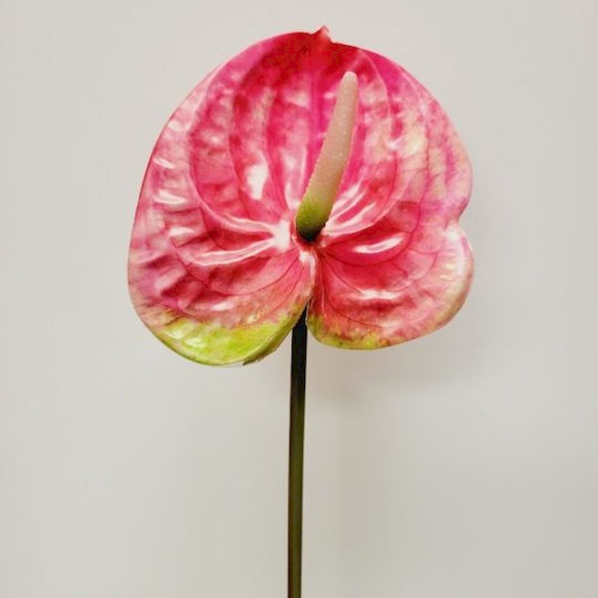 23" Pink Anthurium Stem Faux Plants And Trees