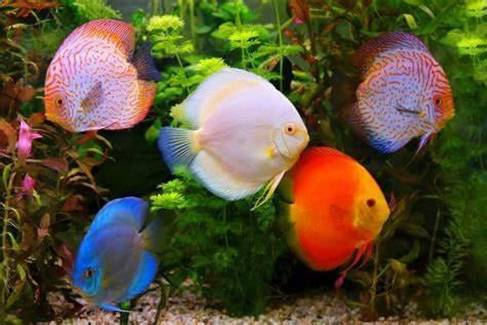 Aquatic Foods Inc. Mysis Shrimp - Freeze-Dried Mysis Shrimp for Discus, Cichlids, Koi & Pond Fish, All Community Tropical Fish, All Marine Saltwater Fish, Corals, Sea Anemones…4.6oz Lg Round Jar