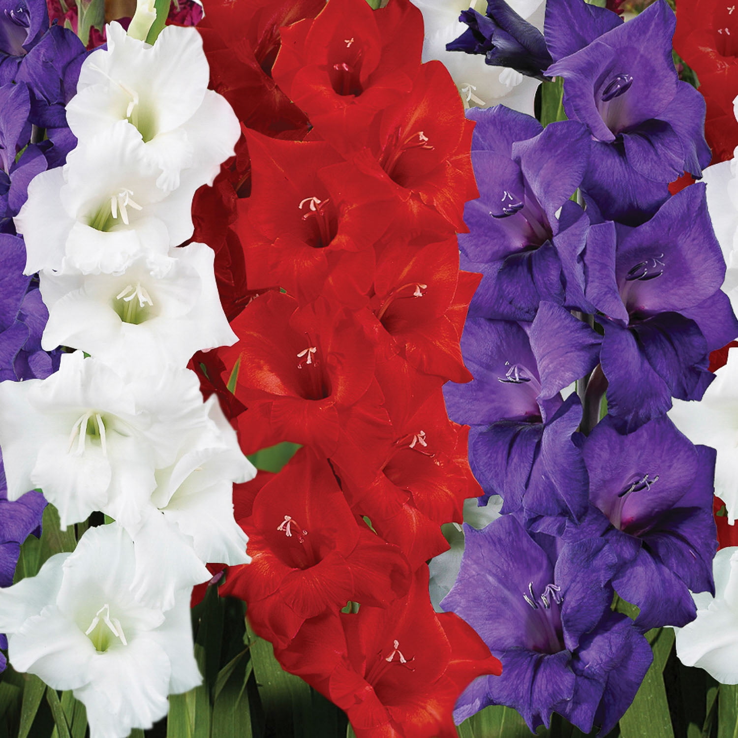 Expert Gardener Gladiolus Patriotic Mix Plant Bulbs, Red White & Blue, Set of 16, Partial Sun