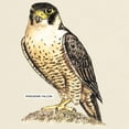 thumbnail image 3 of CafePress - Peregrine Falcon Bird Light T Shirt - Light T-Shirt - CP, 3 of 4