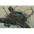 thumbnail image 2 of Butler, John 18x13 Black Ornate Wood Framed with Double Matting Museum Art Print Titled - Nesting II, 2 of 4
