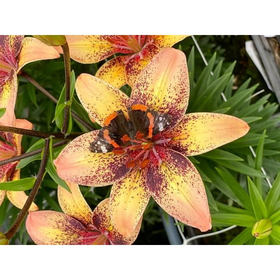 Tribal Dance Lily - 3 Bulbs 14/16 cm - Yellow with Peachy tips