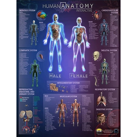 Human Skull Anatomy - Human Anatomy Wall Chart with Interactive App (Popar) by Round World Products