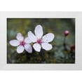 thumbnail image 3 of Erin Berzel 4x24 White Modern Wood Framed Wall Art Titled - Portland Cherry Blossom II, 3 of 5