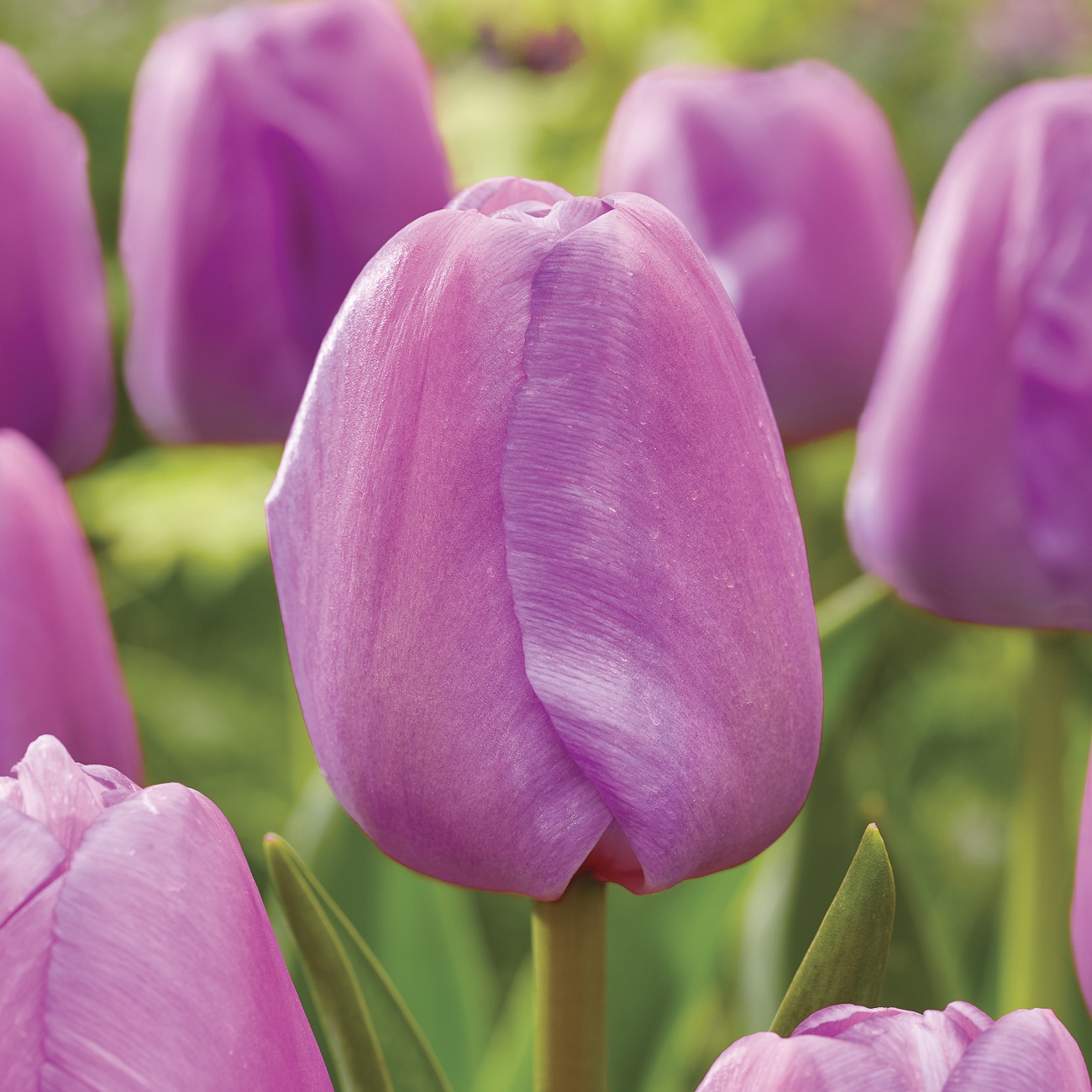 Van Zyverden Tulips Purple Pride Set of 12 Bulbs, Purple, Partial Sun, Perennial