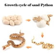 thumbnail image 4 of A Snake Life Cycle Toy Cobra Model Simulation Educational Animal Figurines For Kids Nature Learning, 4 of 7