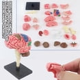 thumbnail image 2 of Human Brain Model | Anatomical Model Teaching Med Model with Display Base | Color-Coded Artery Brain, DIY Teaching Anatomy Model for Science Classroom Study Display, 2 of 9