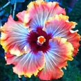 thumbnail image 2 of GSDWIUEW Glamaours 150pcs Japanese Hibiscus Seeds, 2 of 4