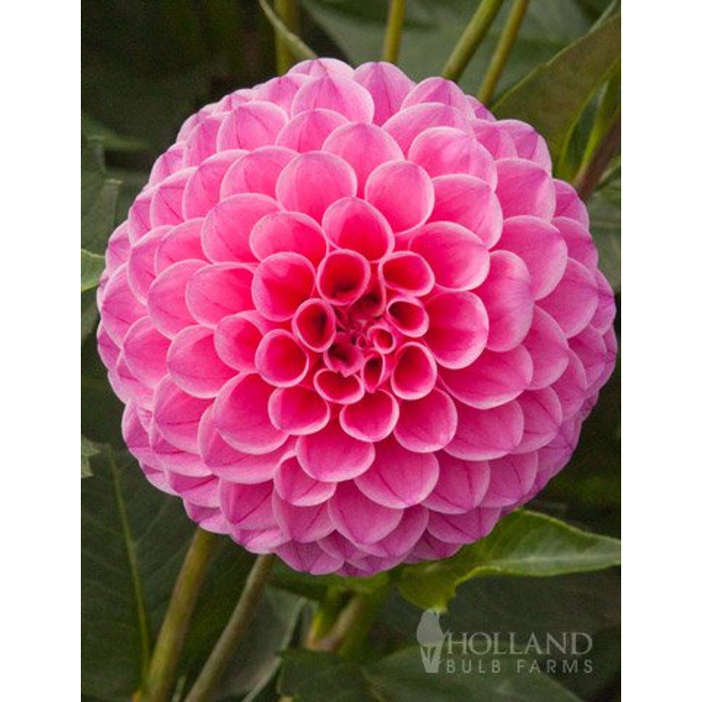 Jan van Schaffelaar Pompon Dahlia