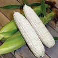 thumbnail image 2 of 100 Country GENTLEMAN WHITE CORN Sweet Heirloom Zea Mays Vegetable Seeds, 2 of 3