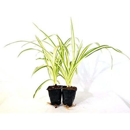 9GreenBox - Ocean Spider Plant - Easy to Grow - Cleans the Air - NEW - 2
