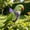 Purple, variant on Bird Harness and Leash for Parrots, Escape Proof Outdoor Flying Vest, Adjustable Soft Breathable Wing Ties for Cockatiel, Small Pet Walking Jacket with 78.74in Rope