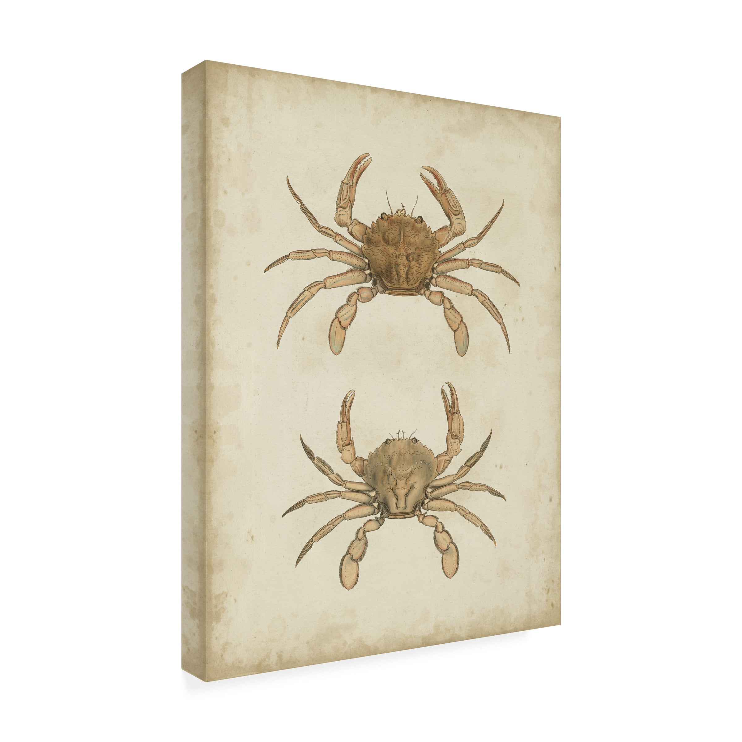 James Sowerby 'Crustaceans VI' Canvas Art