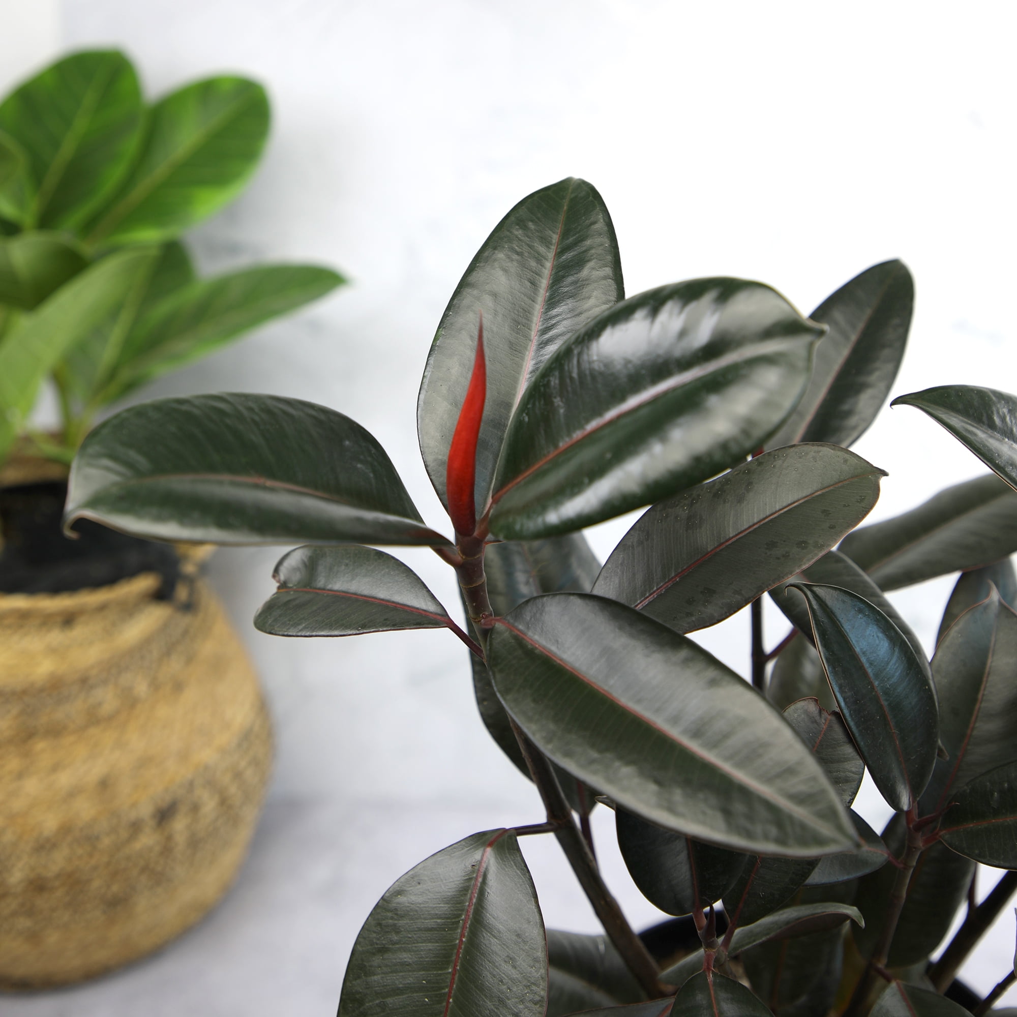 Ficus 'Burgundy' Rubber Tree Houseplant | 8in Grow Pot; Indirect Light | Element by Altman Plants