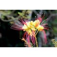 thumbnail image 4 of Seedville 5 Desert Bird of Paradise Shrub Flower Seeds, Yellow with Red Stamens, 4 of 11