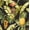 Ebony, variant on NextWall Pineapple Floral Peel and Stick Wallpaper 20.5 in. W x 18 ft. L - Sky Blue