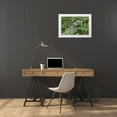 thumbnail image 3 of Delisle, Gilles 24x17 White Modern Wood Framed Museum Art Print Titled - Canada, Quebec, Gray tree frog on maidenhair fern, 3 of 4