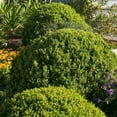 thumbnail image 5 of Sunbright Boxwood  20 Live Plants  Luminous Golden-Yellow Foliage, Perfect for Borders & Landscaping, Year-Round Color & Drought Tolerant, Live Shrub Plant, 5 of 8