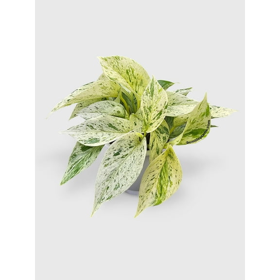 Bumble Plants 4" Icy White Snow Queen Pothos Live Plants in 4" Nursery Pots, Air Purifying
