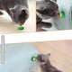 thumbnail image 2 of Gato Catnip lamiendo caramelo para gatito aumentar bebida Energy Ball Snack Tmvgtek Oficina Multiescena Multifunción, 2 of 4