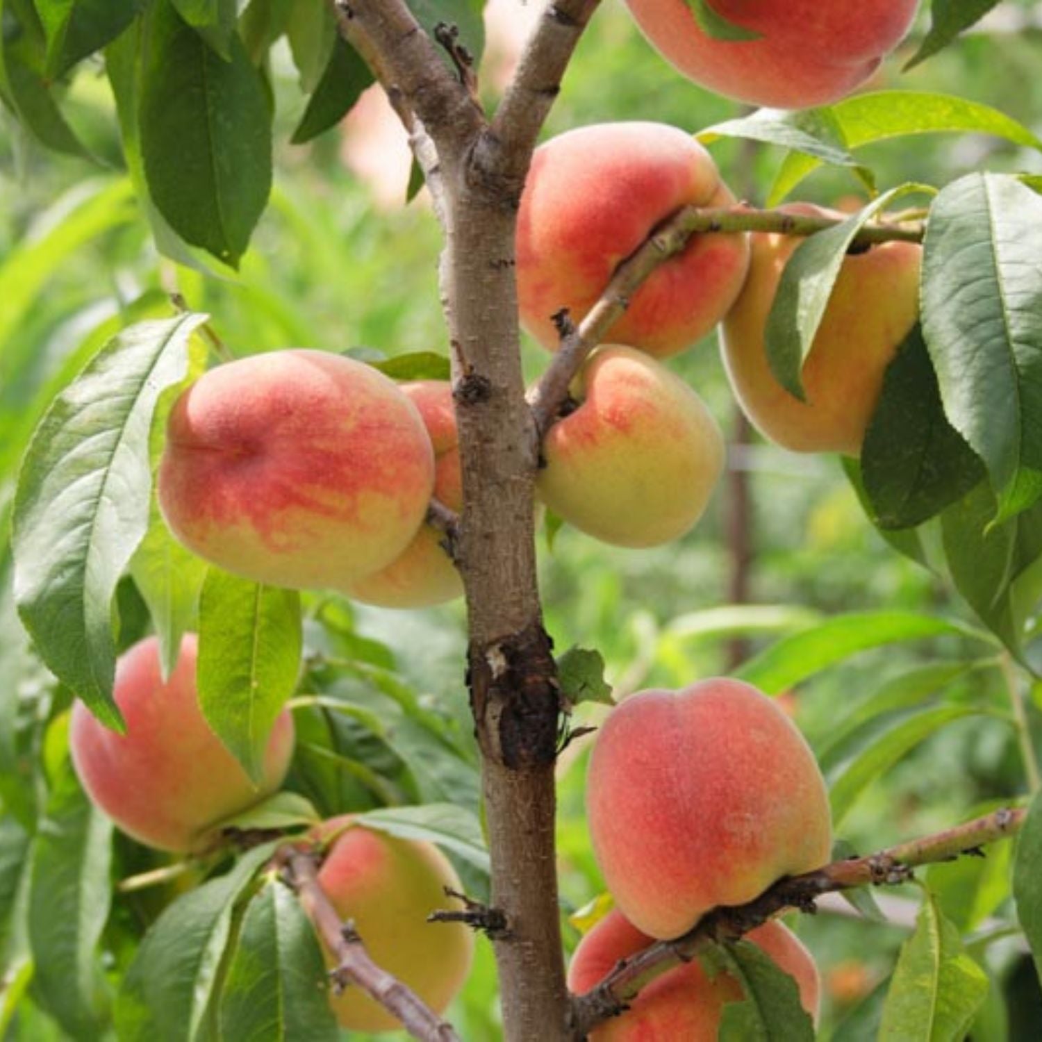 Expert Gardener 1-2 ft. Tall Rich Joy Peach Live Tree in 1- Gallon Grower Pot