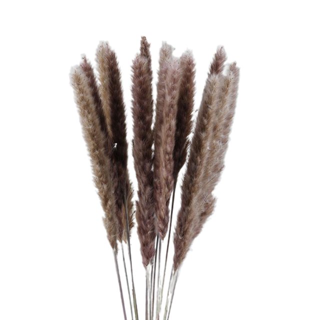Oubit Small Dried Pampas Grass Phragmites Decoration,Small Dried Pampas Grass Photography Props Natural Small Pampas Grass Dried Flower Decoration Professionally Tested