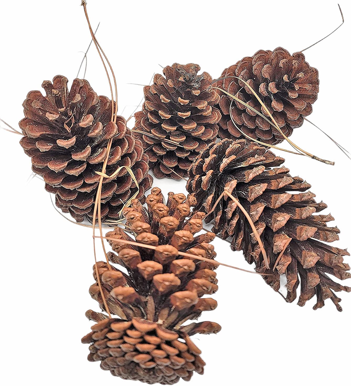 12 Pack Pine Cones 3"-4" Real All Natural Pinecones in Bulk (12 Pack) (Unscented) Various Size - Perfect for Arts and Crafts, Home Decor Accent Vase Filler. (3-4 Inch)