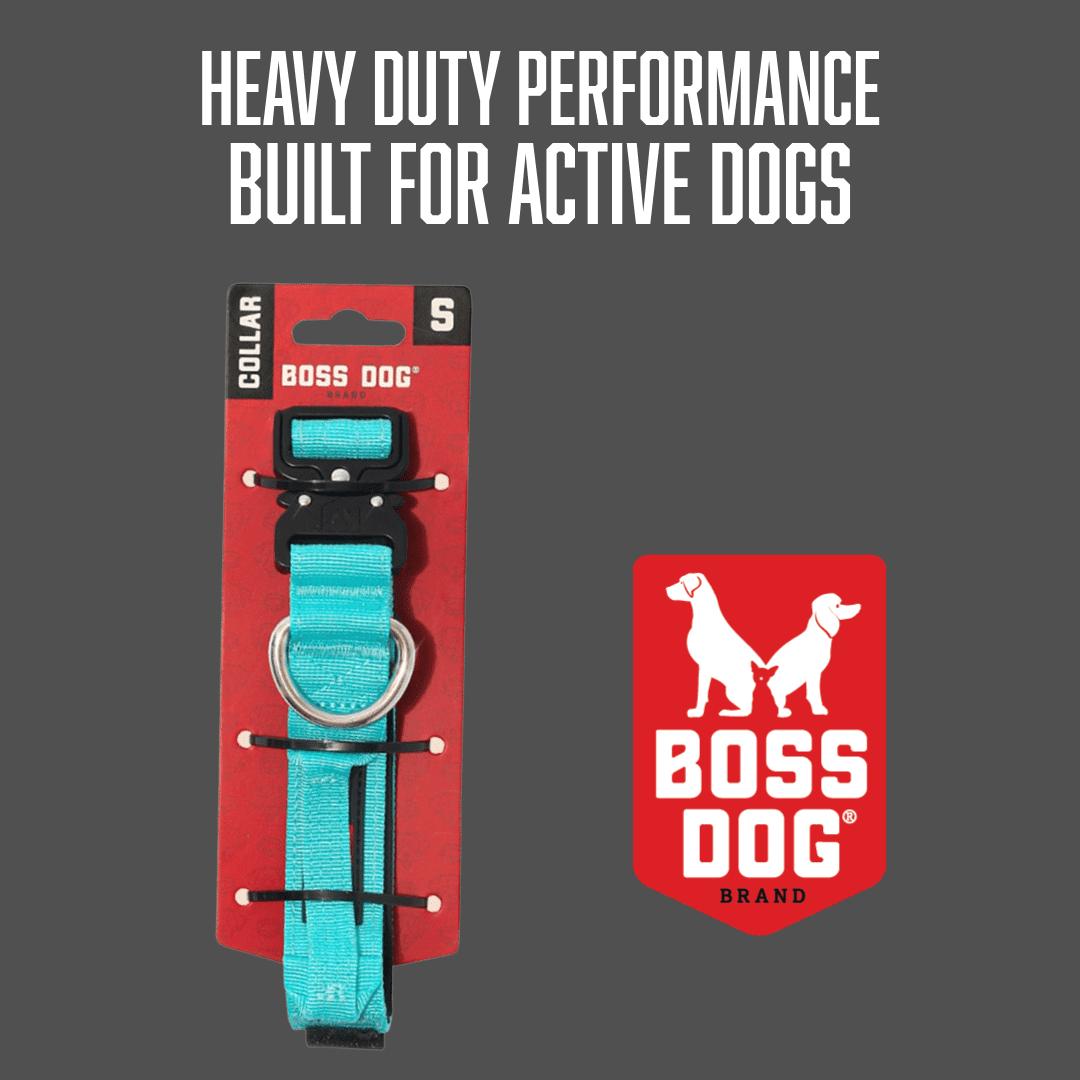 Boss Dog ProSeries Heavy Duty Dog Collar, Neoprene Lined, Teal, SM