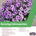 thumbnail image 2 of Harris Seeds Easy Wave Plum Vein F1 Petunia, Veined Purple Flower Variety for Hanging Baskets and Containers, 25 Count, 2 of 7