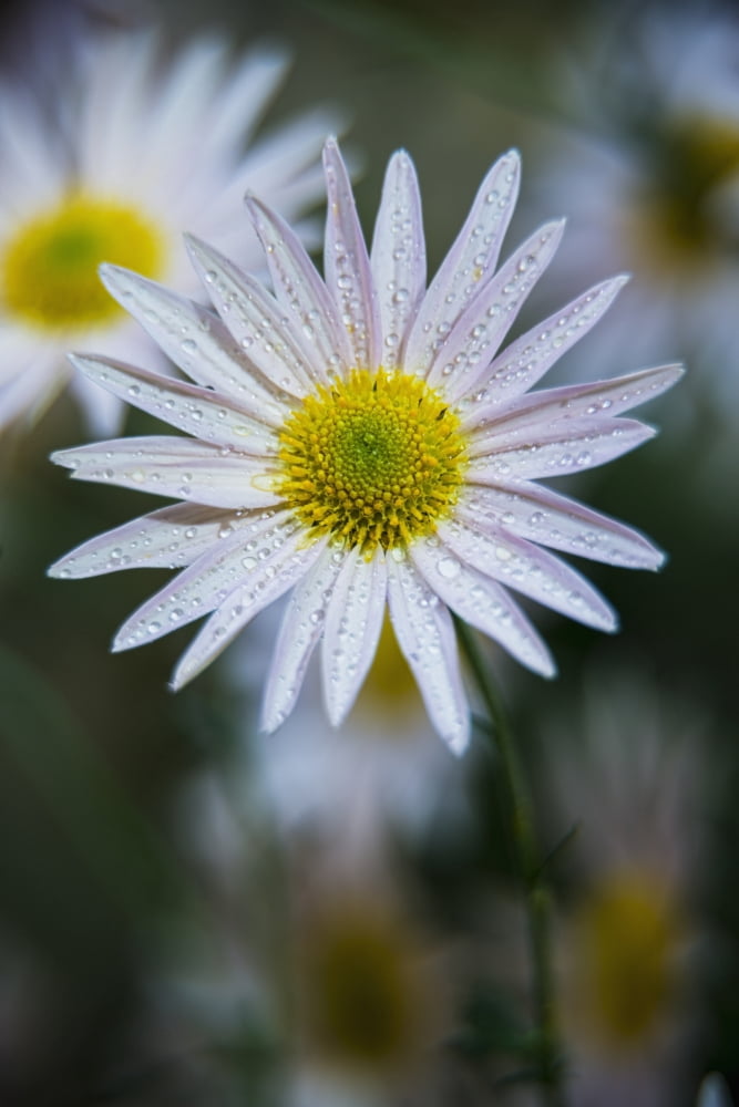 Korean Chrysanthemu