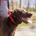 thumbnail image 4 of Country Brook Petz - Collier pour Chien Martingale Rouge en Nylon Robuste - 21 Options de Couleurs Vives (1 Pouce de Largeur, Grand), 4 of 4