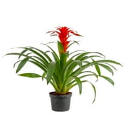 Costa Farms 20" Tall Bromeliad Grower's Choice, Bright Indirect Sunlight, Indoor Live House Plants