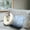 Blue, variant on YHAICO Kitty Bed Dog Bed Pets Beds for Small Dogs Pet Sleeping Bag Lamb Plushs Thickened Pocket Type Winter Linen Sleeping Bag Pet Pet Sleeping Bag