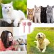 thumbnail image 5 of Cepillo para gatos Pinkdogs, cepillo para perros, cepillo para gatos, cepillo para quitar el pelo de mascotas de pelo largo y corto, limpia el pelo de las mascotas con un solo clic, peine masajeador, 5 of 5